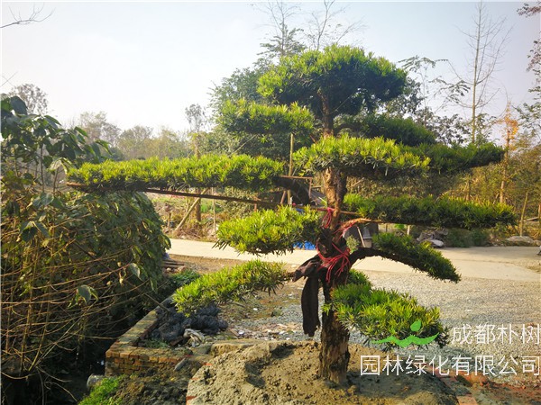 四川省-成都市-成都朴树园林苗木基地直销的13-26公分罗汉松价格怎么样？
